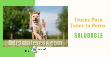 perros mas saludables