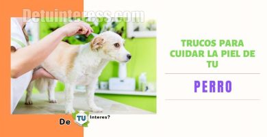 como cuidar la piel de mi perro