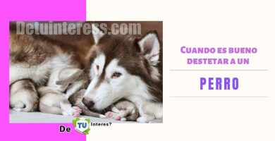a que edad destetar un perro
