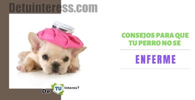 enfermedades de cachorros de 2 meses