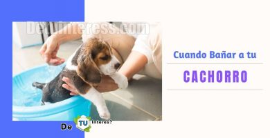 cuando puedo bañar a mi cachorro